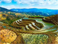 Tayland daki pirinç tarlaları