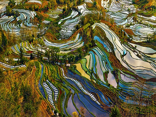 Tayland daki pirinç tarlaları