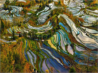 Tayland daki pirinç tarlaları