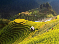 Tayland daki pirinç tarlaları