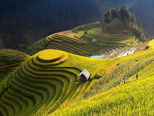 Tayland daki pirinç tarlaları