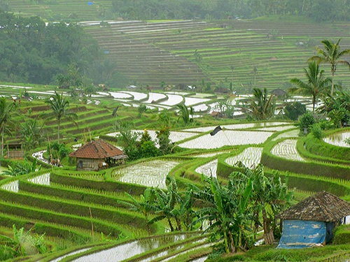 Tayland daki pirinç tarlaları
