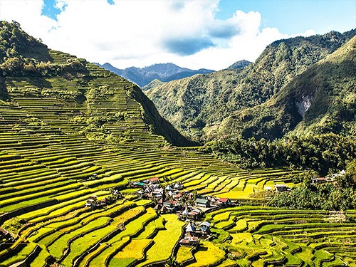 Tayland daki pirinç tarlaları