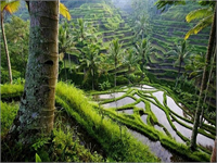 Tayland daki pirinç tarlaları