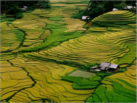 Tayland daki pirinç tarlaları