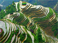 Tayland daki pirinç tarlaları