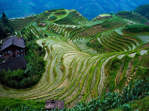 Tayland daki pirinç tarlaları