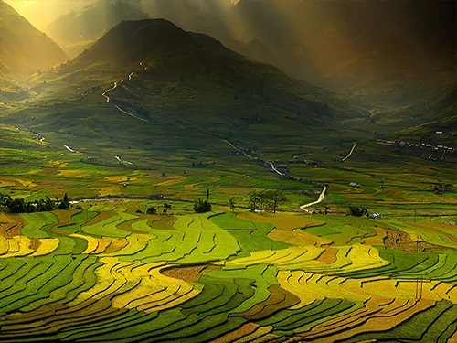 Tayland daki pirinç tarlaları