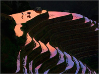 Tayland daki pirinç tarlaları