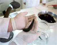 Sülüklerin doğada 2 5 3 aylık bir üreme dönemi bulunduğuna işaret eden Ceylan Bunu yılın tamamına yaymak ve doğal stokları güçlendirmek amacıyla geçen yılın eylül ayında kurum bünyesinde Tıbbi Sülük Araştırma Ünitesi ni kurduk Bunun Türkiye de bir ilk olduğunu vurgulayan Ceylan şöyle konuştu