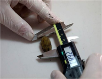 Normalde doğada sülükler temmuz ve eylül ayında ürerler 2 5 3 aylık bir sınırlandırmış üretim periyodudur bu Bu tesisle üreme sürecini kış döneminde başlatmayı başardık bu şekilde doğadaki 2 5 aylık dönemi 12 aya yaydık ve bu tesis 12 ay boyunca yavru alabilir pozisyonda üretim yapıyor