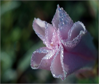 Ramazan da şebnem şenliği