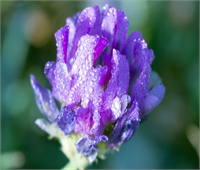 Ramazan da şebnem şenliği