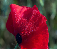 Ramazan da şebnem şenliği