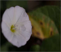 Ramazan da şebnem şenliği