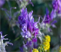 Ramazan da şebnem şenliği