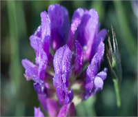 Ramazan da şebnem şenliği