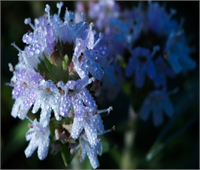 Ramazan da şebnem şenliği