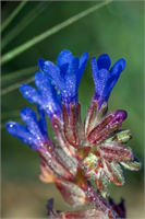 Ramazan da şebnem şenliği