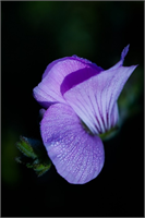 Ramazan da şebnem şenliği