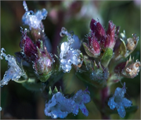 Ramazan da şebnem şenliği