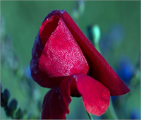 Ramazan da şebnem şenliği