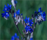 Ramazan da şebnem şenliği