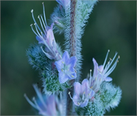 Ramazan da şebnem şenliği