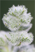 Ramazan da şebnem şenliği