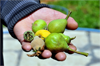 Kokteyl Gibi Meyve Ağacı