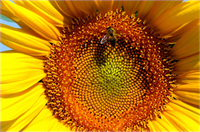 Osmaniye de ayçiçeği ekimi yaygınlaşıyor