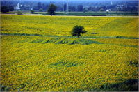 Osmaniye de ayçiçeği ekimi yaygınlaşıyor Türkiye yağlı tohum üretiminin önemli bölümünün karşılandığı Çukurova da ekonomik getirisinin yüksek olması nedeniyle ekim alanı yıldan yıla artan ayçiçeklerinin açmasıyla tarım alanları sarıya büründü
