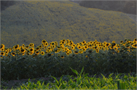 Osmaniye de ayçiçeği ekimi yaygınlaşıyor Türkiye yağlı tohum üretiminin önemli bölümünün karşılandığı Çukurova da ekonomik getirisinin yüksek olması nedeniyle ekim alanı yıldan yıla artan ayçiçeklerinin açmasıyla tarım alanları sarıya büründü