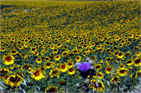 Osmaniye de ayçiçeği ekimi yaygınlaşıyor Türkiye yağlı tohum üretiminin önemli bölümünün karşılandığı Çukurova da ekonomik getirisinin yüksek olması nedeniyle ekim alanı yıldan yıla artan ayçiçeklerinin açmasıyla tarım alanları sarıya büründü