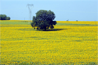 Osmaniye de ayçiçeği ekimi yaygınlaşıyor Türkiye yağlı tohum üretiminin önemli bölümünün karşılandığı Çukurova da ekonomik getirisinin yüksek olması nedeniyle ekim alanı yıldan yıla artan ayçiçeklerinin açmasıyla tarım alanları sarıya büründü