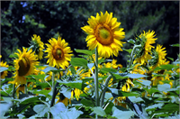 Osmaniye de ayçiçeği ekimi yaygınlaşıyor Türkiye yağlı tohum üretiminin önemli bölümünün karşılandığı Çukurova da ekonomik getirisinin yüksek olması nedeniyle ekim alanı yıldan yıla artan ayçiçeklerinin açmasıyla tarım alanları sarıya büründü