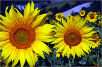 Osmaniye de ayçiçeği ekimi yaygınlaşıyor Türkiye yağlı tohum üretiminin önemli bölümünün karşılandığı Çukurova da ekonomik getirisinin yüksek olması nedeniyle ekim alanı yıldan yıla artan ayçiçeklerinin açmasıyla tarım alanları sarıya büründü