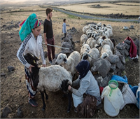 Şanlıurfada ise bu durum mecburi