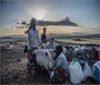 Yazları ise daha serin olduğu için 1919 rakımlı Karacadağ Bölgesine göçüyorlar