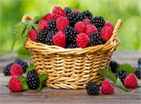 Böğürtlende aspirin duyarlılığı Bir porsiyonu yarım su bardağına denk gelen yaz meyvesi böğürtlen güçlü bir antioksidan etkiye sahip Kanser ve tümör hücrelerinin gelişimini engellediği hatta küçülttüğü yapılan araştırmalarla ortaya konulan böğürtlen solunum yolu hastalıklarına karşı da fayda sağlıyor Ancak böğürtlende bulunan salisilat benzeri kimyasal madde nedeniyle aspirine kaşı alerjisi olanların böğürtlen tüketmemesi gerekiyor İyi yıkanmadığında da ishale neden olabiliyor