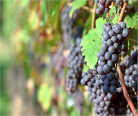 Üzümün glisemik indeksi yüksek Sağlığa sayısız faydası bulunan üzüm yaşlanma karşıtı olması ve yorgunluğu gidermesiyle de dikkat çekiyor Üzüm çekirdeğinde bulunan resveratrol çok güçlü antioksidan etkiye sahip olduğundan ara sıra çekirdeğini dişlerinizle ezerek yemenizde fayda var Buna karşın glisemik indeksi yüksek bir meyve Fruktoz içeriğinin ve vücut tarafından kan şekerine karışım hızının yüksek olduğu unutulmamalı Bir porsiyon üzüm 15 adet iri üzümden oluşuyor ve gün içinde bu sayının aşılmaması gerekiyor Karaciğer yağlanması olanlar ve hamileler üzümü diyabet hastaları gibi dikkatli tüketmeli