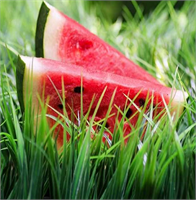 Karpuz şeker deposu Yüzde 95 i su olan karpuz antioksidan etkiye sahip Alzheimer dan kansere kalpten felce kadar birçok hastalığa karşı faydalı Ancak glisemik etkisi yüksek olduğundan kan şekerini aniden yükseltebiliyor ve sık acıkmaya neden olabiliyor Tam bir şeker deposu olan karpuzu tüketirken aşırıya kaçmamalı Gün içinde 3 üçgen dilimden fazla tüketilmesi aşırı şeker yüklenmesine neden oluyor ve kilo aldırıyor Diyabet hastaları karpuzu peynirle tüketebilir