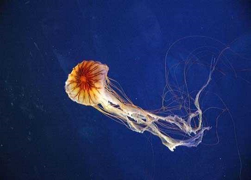 Pusula denizanası Ciddi bir tehlike oluşturmasa da temas halinde bir hayli can sıkıcı olabilecek bir canlı Özellikle Marmara da zaman zaman bol miktarda rastlanıyor