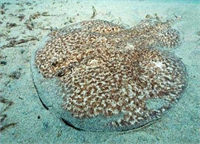 Vatoz Kuyruğunda zehirli diken bulunuyor Batması halinde çok şiddetli bir sancı çarpıntı bulantı terleme oluyor Ölümcül olabilir Ayrıca asla yenmemelidir eti de zehirlidir