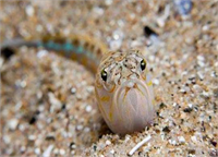 Kum trakonyası Kuma gömülü yaşar ve oldukça zehirlidir Dikeni battığında en yakın sağlık kuruluşuna gidilmeli Kişiye göre ölüme neden olabilir