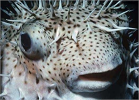 NE YAPILMALI Ne yapılmalı Hemen en yakındaki sağlık ocağına gidilmeli Söz konusu olan öldürücü bir canlı olmasa da kişinin sağlık durumu hayati bir tehlikeye neden olabilir Yarada gözle görülebilen herhangi bir diken veya yabancı bir cisim varsa çıkarılmalı yara temizlenmeli Yarayı temizlemek amacıyla deniz suyu kullanılabilir Sıcak 45 60 derece muamelesi de pek çok deniz canlısının zehrini etkisiz hale getirir Yaralanan bölge dayanılabilecek en sıcak suda 30 90 dakika bekletilmelidir Acının devam etmesi durumunda sıcak su tedavisi tekrarlanmalı Kanama yoksa yaranın üzeri kapatılmamalı Yarada enfeksiyon belirtileri varsa bir tıp doktoru gözetiminde tedaviye başlanmalıdır