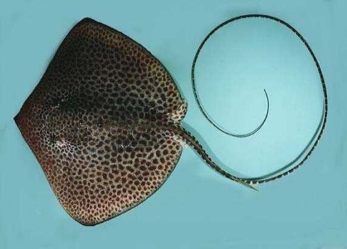 Rina Zehirli kıkırdaklılar ailesinin üyesi Kuma gömüldüklerinden görülmeleri zordur ve hızlıca hastaneye koşmayı gerektirecek kadar da zehirlidir
