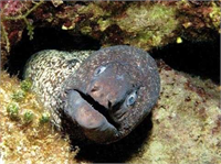 Müren Çok kuvvetli çene ve dişleri var Kıyıya yakın kayalıkların arasında bulunabilir Saldırgan bir tür değil ama huzurunu kaçırırsanız belli de olmaz