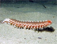 Deniz çiyanı Mönülerinde leşler olduğundan denizde hiçbir ölü canlıya dokunmayın Kendi orada olmasa bile zehirli kılları leşin üzerinde kalmış olabilir