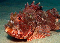 İskorpit Trakonyadan sonra en tehlikeli zehre sahip balık bu Kayalık yerleri tercih eder ve yüzgeçlerinin hepsi zehir içerir Temas halinde hızlıca sağlık ocağına gidilmeli